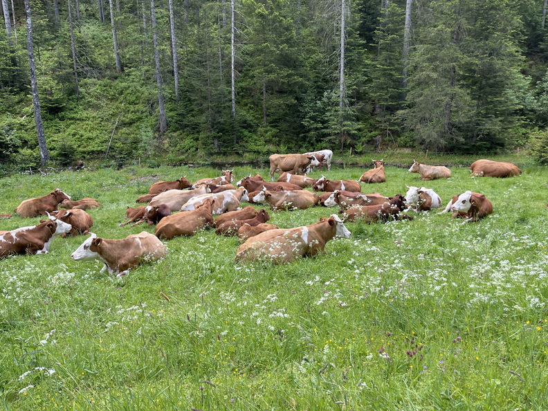 22-05-29 12-54-37 0968